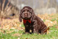 Leo, a male Cocker Spaniel for sale in Baltic, OH – Photo 3 of 6