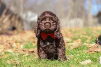Leo, a male Cocker Spaniel for sale in Baltic, OH – Photo 2 of 6