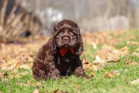 Leo, a male Cocker Spaniel for sale in Baltic, OH – Photo 5 of 6