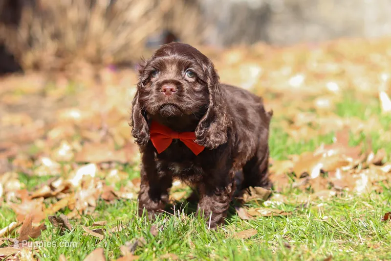 Leo – Cocker Spaniel puppy for sale in Baltic, OH