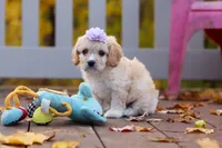 Rosie, a female Cavachon for sale in Baltic, OH – 2 of 10