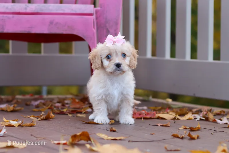 Honey – Cavachon puppy for sale in Baltic, OH