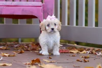 Honey, a female Cavachon for sale in Baltic, OH – 1 of 7