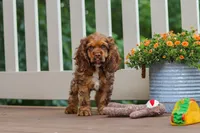Milo, a male Cocker Spaniel for sale in Baltic, OH – 2 of 8
