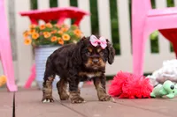Callie, a female Cocker Spaniel for sale in Baltic, OH – 4 of 8