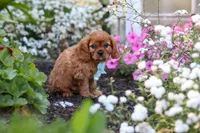 Holden, a male Cavalier King Charles Spaniel for sale in Baltic, OH – 4 of 9