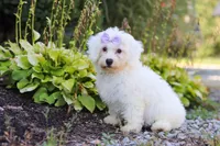 Clover, a female Bichon Frise for sale in Baltic, OH – 5 of 6