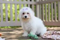 Fern, a female Bichon Frise for sale in Baltic, OH – 4 of 7