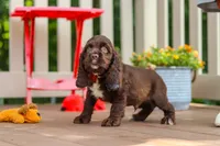 Ollie, a male Cocker Spaniel for sale in Baltic, OH – 4 of 6