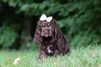Ava, a female Cocker Spaniel for sale in Baltic, OH – 2 of 8