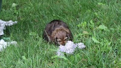 Bella, a female Cocker Spaniel for sale in Baltic, OH – 5 of 5