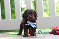 Charlie, a male Cocker Spaniel for sale in Baltic, OH – 4 of 9