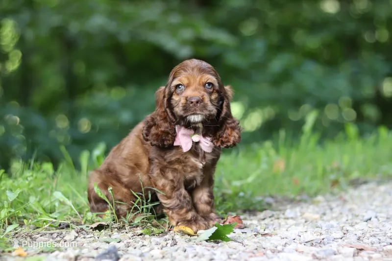 Sadie – Cocker Spaniel puppy for sale in Baltic, OH