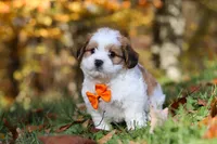 Crew, a male Shichon for sale in Baltic, OH – Photo 2 of 9