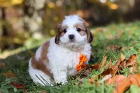 Crew, a male Shichon for sale in Baltic, OH – Photo 9 of 9