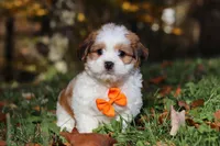 Crew, a male Shichon for sale in Baltic, OH – Photo 8 of 9