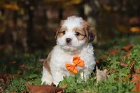 Crew, a male Shichon for sale in Baltic, OH – Photo 7 of 9