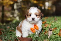 Crew, a male Shichon for sale in Baltic, OH – Photo 1 of 9