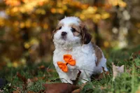 Crew, a male Shichon for sale in Baltic, OH – Photo 4 of 9