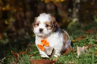 Crew, a male Shichon for sale in Baltic, OH – Photo 3 of 9