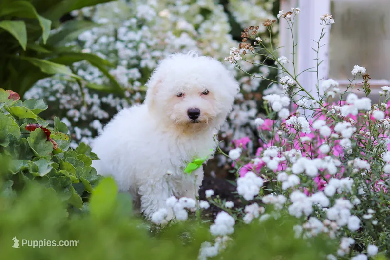 Frankie – Bichon Frise puppy for sale in Baltic, OH