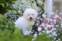Frankie, a male Bichon Frise for sale in Baltic, OH – 1 of 4