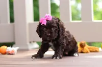 Ellie, a female Cocker Spaniel for sale in Baltic, OH – 3 of 5