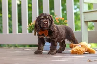 Mason, a male Cocker Spaniel for sale in Baltic, OH – 3 of 6