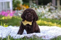 Archie, a male Cocker Spaniel for sale in Baltic, OH – 1 of 9