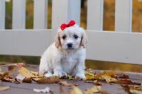 Sadie, a female Cavachon for sale in Baltic, OH – 5 of 8
