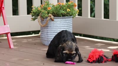 Lila, a female Cocker Spaniel for sale in Baltic, OH – 7 of 7