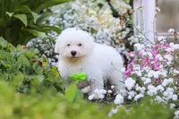 Frankie, a male Bichon Frise for sale in Baltic, OH – 4 of 4