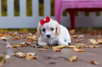 Sadie, a female Cavachon for sale in Baltic, OH – 3 of 8