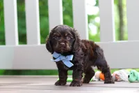Charlie, a male Cocker Spaniel for sale in Baltic, OH – 2 of 9