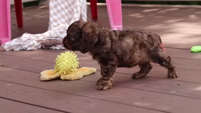 Milo, a male Cocker Spaniel for sale in Baltic, OH – 6 of 6