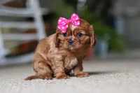 Daphne, a female Cavalier King Charles Spaniel for sale in Baltic, OH – Photo 3 of 6