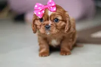 Daphne, a female Cavalier King Charles Spaniel for sale in Baltic, OH – Photo 2 of 6