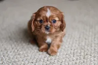 Daphne, a female Cavalier King Charles Spaniel for sale in Baltic, OH – Photo 6 of 6