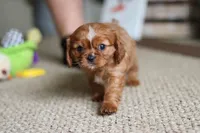 Daphne, a female Cavalier King Charles Spaniel for sale in Baltic, OH – Photo 5 of 6