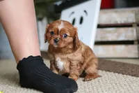 Daphne, a female Cavalier King Charles Spaniel for sale in Baltic, OH – Photo 4 of 6