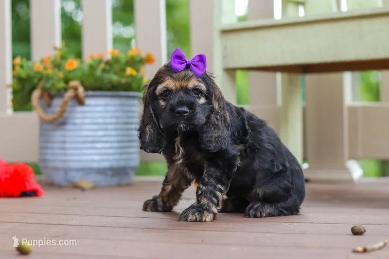 Lila – Cocker Spaniel puppy for sale in Baltic, OH