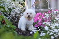 Nala, a female Bichon Frise for sale in Baltic, OH – 5 of 6