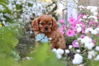 Holden, a male Cavalier King Charles Spaniel for sale in Baltic, OH – 6 of 9
