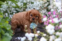 Holden, a male Cavalier King Charles Spaniel for sale in Baltic, OH – 2 of 9