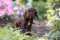 Harlow, a female Cocker Spaniel for sale in Baltic, OH – 6 of 7