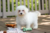 Fern, a female Bichon Frise for sale in Baltic, OH – 7 of 7