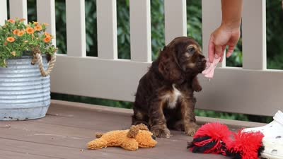 Nash, a male Cocker Spaniel for sale in Baltic, OH – 6 of 6