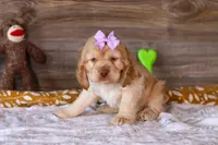 Layla, a female Cocker Spaniel for sale in Baltic, OH – Photo 3 of 4