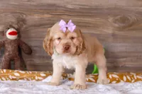 Layla, a female Cocker Spaniel for sale in Baltic, OH – Photo 4 of 4