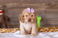 Layla, a female Cocker Spaniel for sale in Baltic, OH – Photo 2 of 4